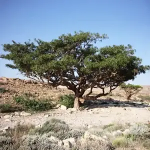 Boswellia, árbol del incienso, creciendo en un paisaje árido y rocoso