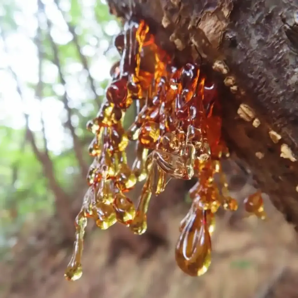 Resina de Boswellia como símbolo de transformación y cuidado.