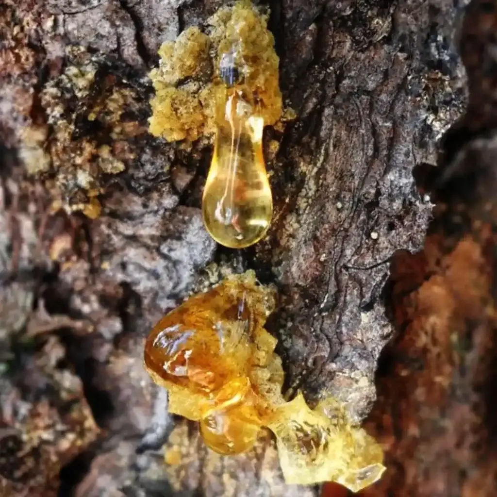 Lágrimas de resina de incienso sobre la corteza de Boswellia.